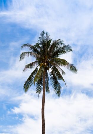 The coconut tree is one that grows and the sky behind の写真素材