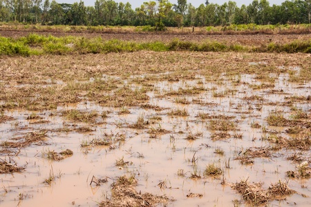 Often cultivated in the countryside.の写真素材