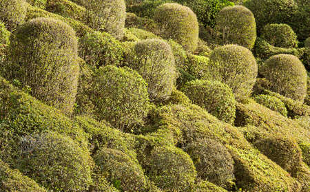 Shrubs of trees decorated on the outside 