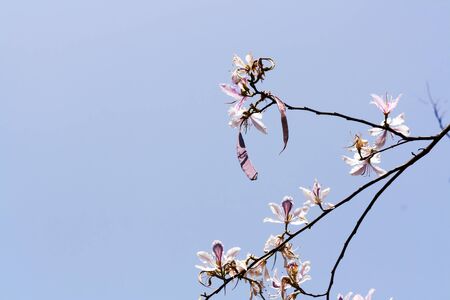 Bouquet of Pink Trumpet flower with back light. See through branchの写真素材
