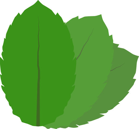 Mint leaves icon on white background. Herbal leaf sign. peppermint logo. Tea with Mentha symbol. flat style.のイラスト素材