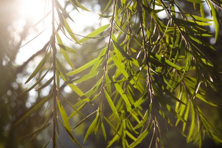 The second sun light passing in the green wood