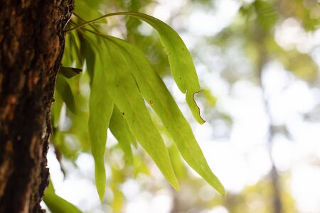 Dependence on forest ecosystems in the morning sunlight from Thailandの写真素材