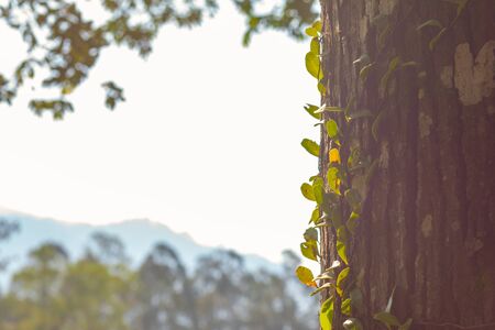 The pattern of large tree bark and the dependency of the evening ecosystemの写真素材