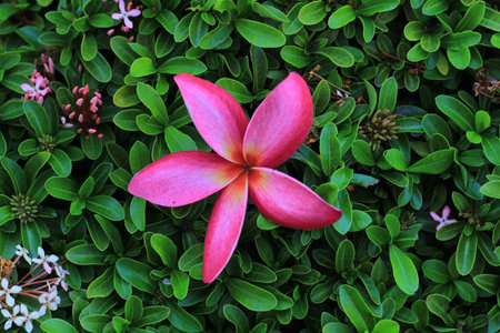 Frangipaniの写真素材