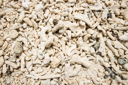 dead coralの写真素材