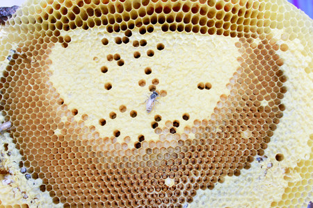 Apis floreaの写真素材