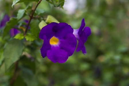 Bush Clockvineの写真素材