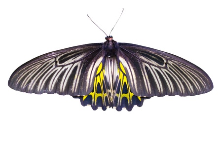 monarch butterfly on white backgroundの写真素材