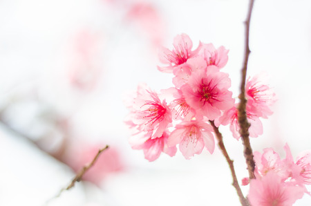 pink sakura flower, cherry blossomの写真素材