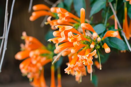 orange trumpetの写真素材