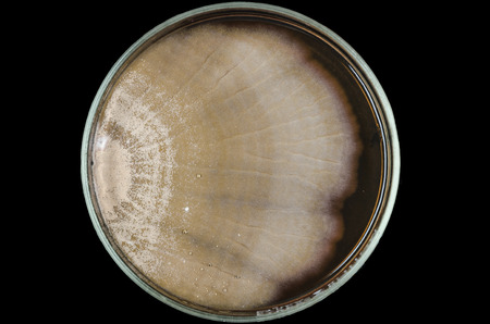 Brown fungi or mold contaminate on agar plate (petri dish). fungi or mold contamination. fungi or...