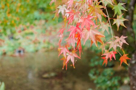 Maple tree with red maple leaves in autumnの写真素材