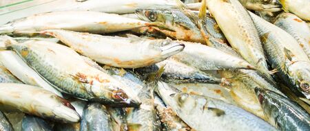 detail of freez saba fishの写真素材