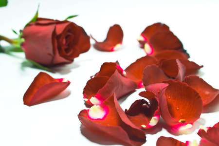 Red rose and rose petal with water drops isolated on white