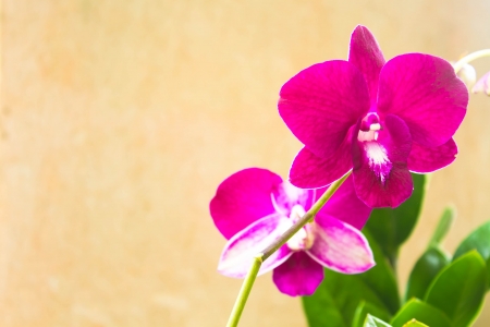 pink orchid flower close-upの写真素材