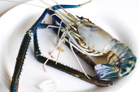 big fresh shrimpの写真素材