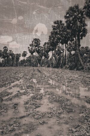 old photo of rice fieldの写真素材
