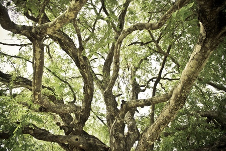 branch of big tree