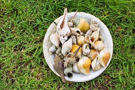 shellfish on plateの写真素材