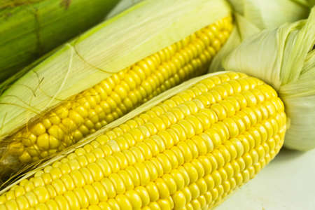 still life of corn