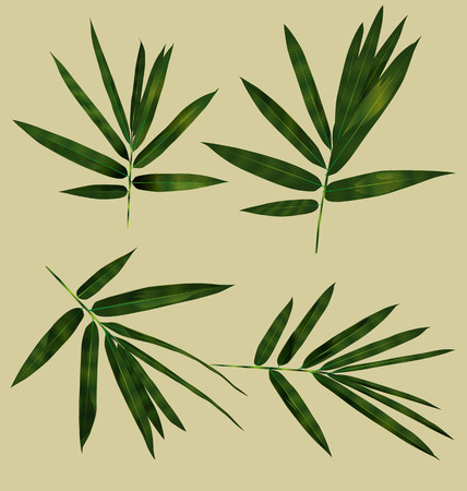 Illustration of   bamboo leaves setのイラスト素材