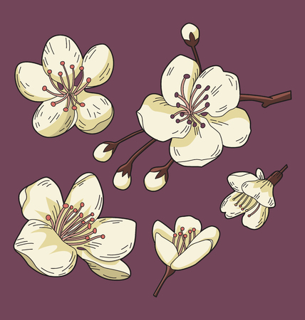 Vector illustration of Sakura flower set.のイラスト素材