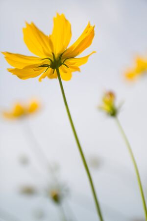 Yellow Cosmos flower and skyの写真素材