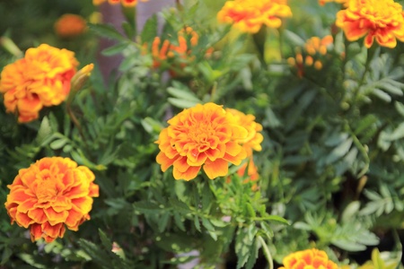 Marigold flower with soft sun light in garden の写真素材