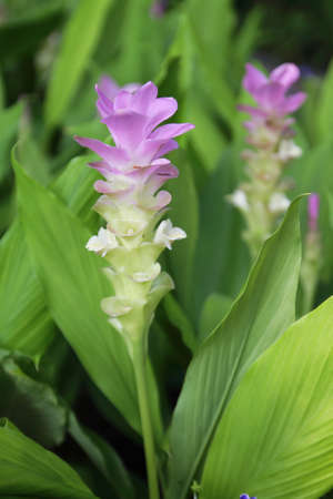 siam tulip with soft sun light in garden の写真素材