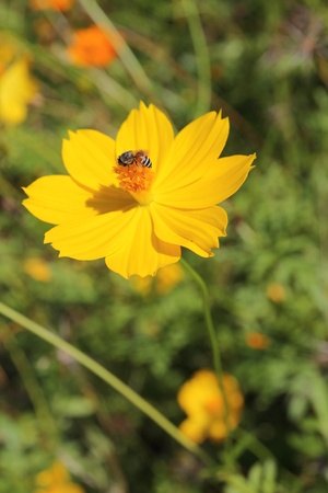 Yellow cosmos flower and bee insect flying for honey food in flora gardenの写真素材