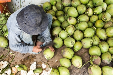 men Gardener peel many young coconutの写真素材