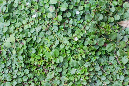 background of green grassの写真素材