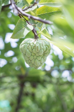 ustard apples growing on a treeの写真素材