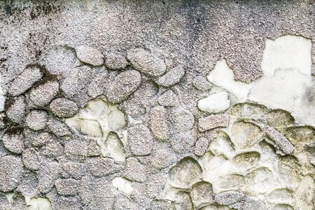 background of old wall and green Lichenの写真素材