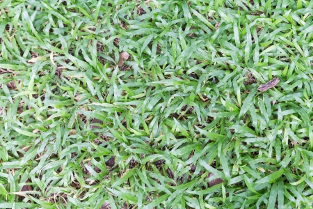 real green grass background