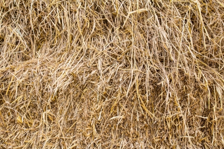 Close up of ground. Texture of straw.の写真素材