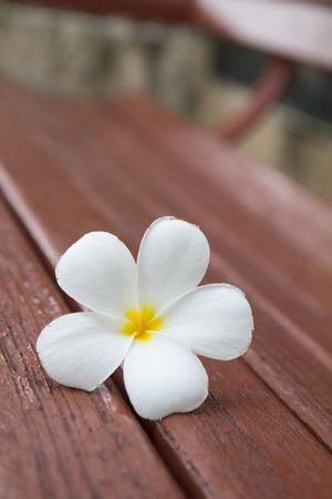 Tropical flowers frangipani on woodの写真素材