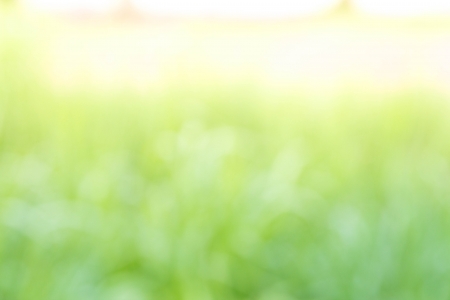 Blurred Yellow cosmos flower, nature backgroundの写真素材