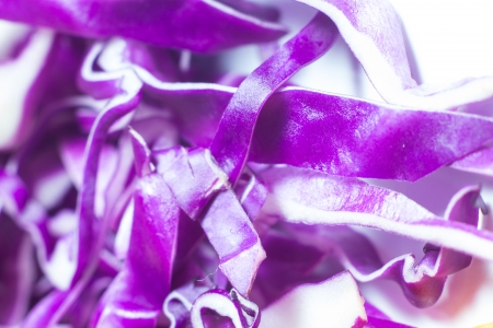 red cabbage slice close upの写真素材
