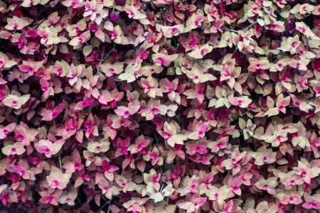 mini leaf texture backgroundの写真素材