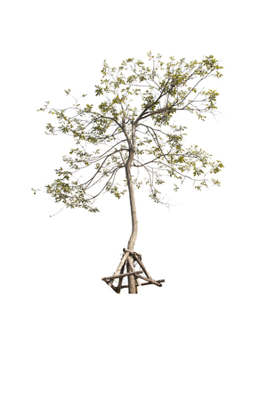 tree on white , isolate objectの写真素材