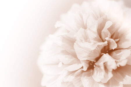 beautiful flowers made with color filters abstract