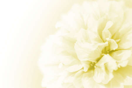 beautiful flowers made with color filters abstractの写真素材