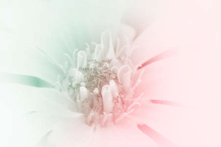 beautiful flowers made with color filters abstractの写真素材