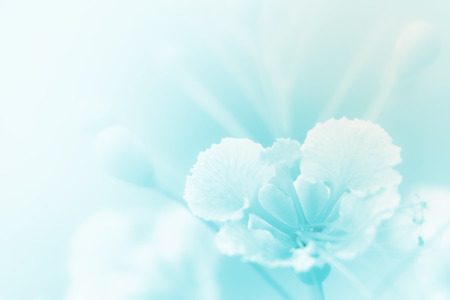 beautiful flowers made with color filters abstractの写真素材