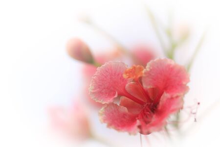 beautiful flowers made with color filters abstractの写真素材