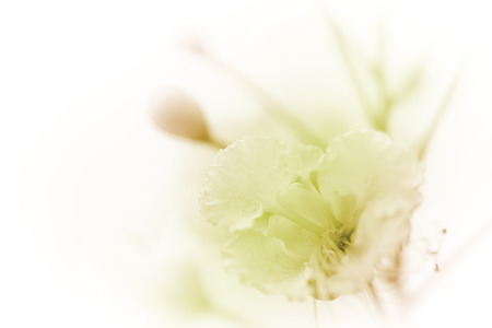 beautiful flowers made with color filters abstractの写真素材