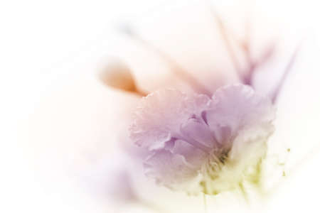 beautiful flowers made with color filters abstractの写真素材