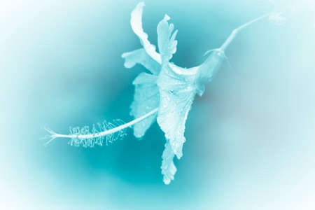 beautiful flowers made with color filters abstractの写真素材